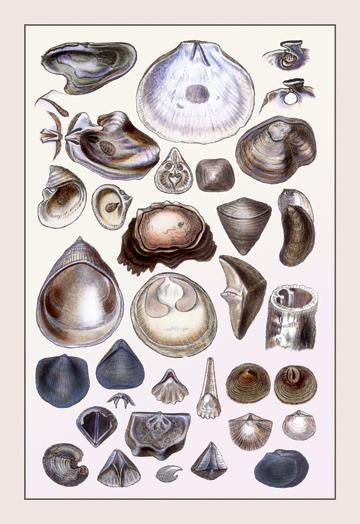 Shells: Monomyaria #3 24x36 Giclee