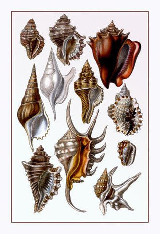 Shells: Trachelipoda #5 24x36 Giclee