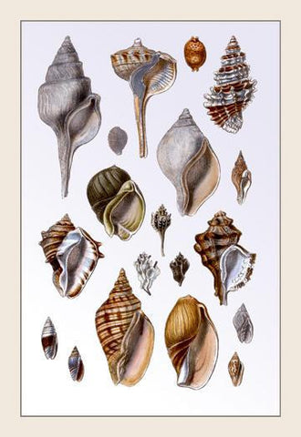 Shells: Sessile Cirripedes #3 24x36 Giclee