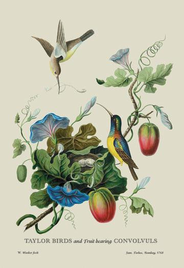 Taylor Birds and Fruit Bearing Convolvuls 24x36 Giclee