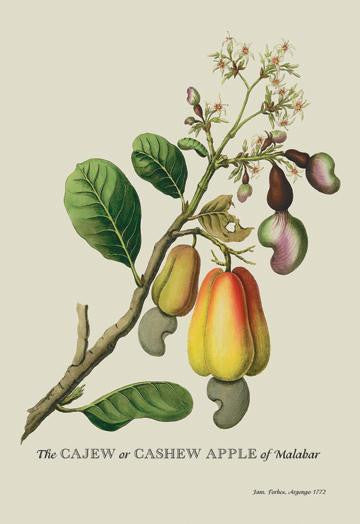 The Cajew or Cashew Apple of Malabar 24x36 Giclee