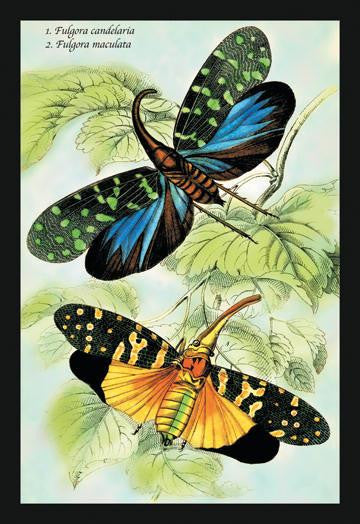 Insects: Fulgora Candelaria and F. Maculata 24x36 Giclee