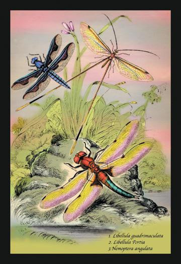 Insects: Libellula Portia  Nemoptera Angulata  et al. 24x36 Giclee