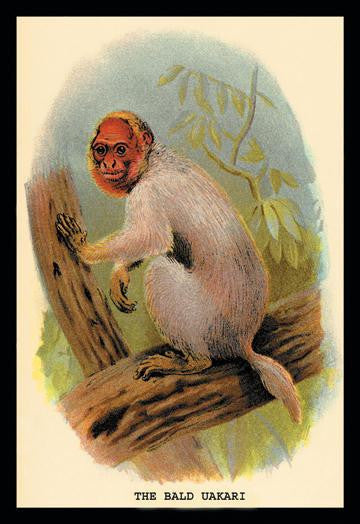 The Bald Uakari 24x36 Giclee