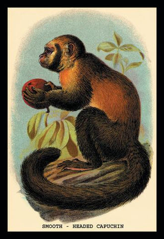 Smooth-Headed Capuchin 24x36 Giclee