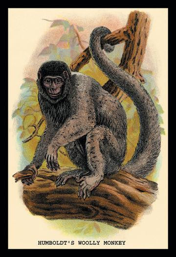 Humboldt&#39;s Woolly Monkey 24x36 Giclee