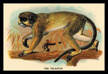 The Talapoin 24x36 Giclee