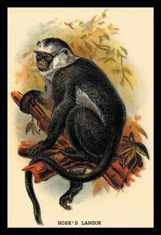 Hose&#39;s Langur 24x36 Giclee