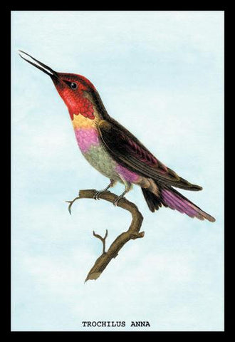 Hummingbird: Trochilus Anna 24x36 Giclee