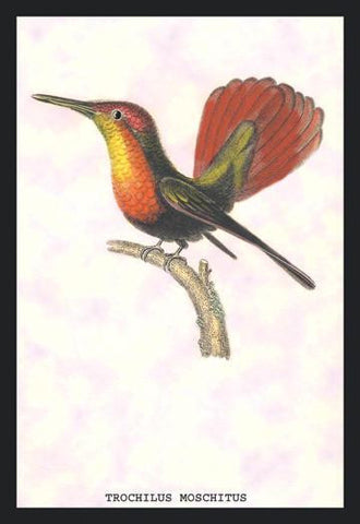 Hummingbird: Trochilus Moschitus 24x36 Giclee