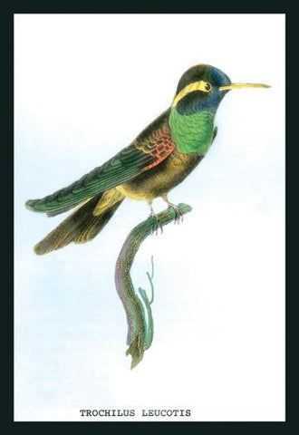 Hummingbird: Trochilus Leucotis 24x36 Giclee