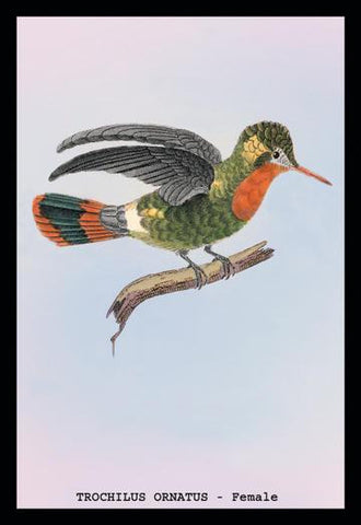 Hummingbird: Trochilus Ornatus - Female 24x36 Giclee