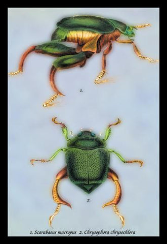 Beetles: Scarabaeus Macropus and Chrysophora Chrysochlora #1 24x36 Giclee