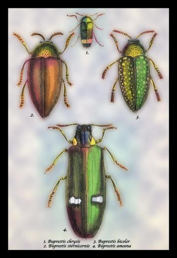 Beetles: Buprestis Chrysis B. Sternicornis  et al. #1 24x36 Giclee