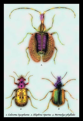 Beetles: Calosoma Sycophanta  Elaphrus Raperius et al. #1 24x36 Giclee