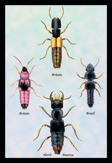 Beetles from Britain  Brazil  and North America #1 24x36 Giclee