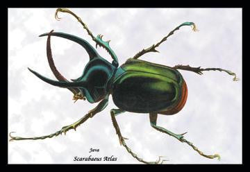 Beetle: Scarabaeus Atlas of Java #1 24x36 Giclee