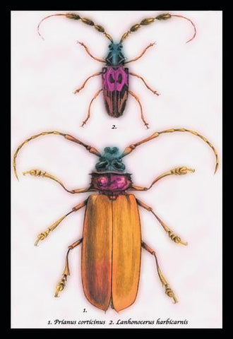 Beetles: Prianus Corticinus and Lanhonocerus Harbicarnis #1 24x36 Giclee