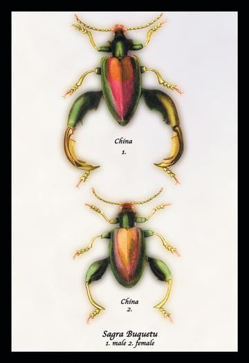 Beetle: Chinese Sagra Buquetu #1 24x36 Giclee