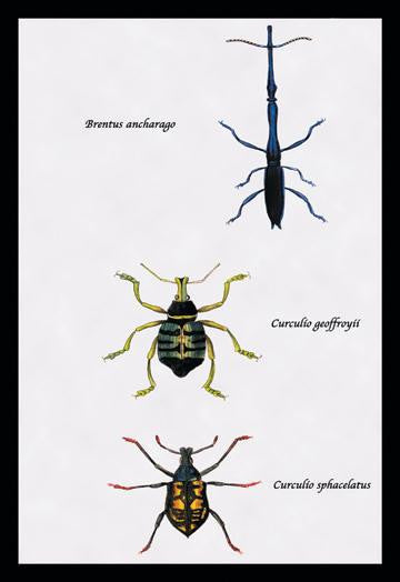 Beetles: Brentus Anchorago  Curculio Geoffroyii et al. #1 24x36 Giclee