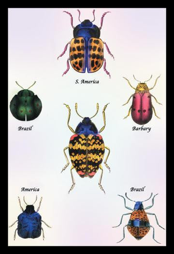 Beetles of Barbary and the Americas #1 24x36 Giclee