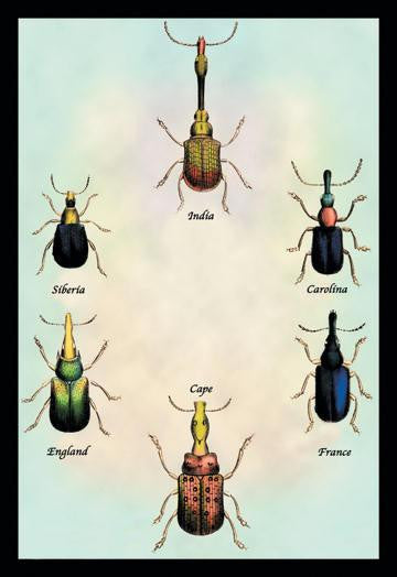 Beetles From Around the World #1 24x36 Giclee