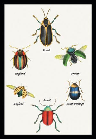 Beetles of Brazil  Britain  England and Saint Domingo #1 24x36 Giclee