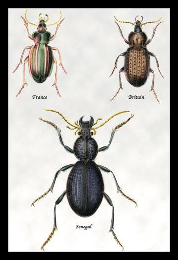 Beetles of Senegal  Britain and France #1 24x36 Giclee