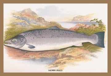 Salmon (Male) 24x36 Giclee