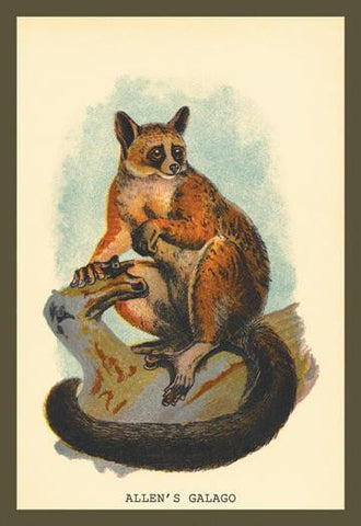 Allen&#39;s Galago 24x36 Giclee