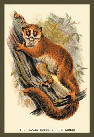 The Black-Eared Mouse Lemur 24x36 Giclee