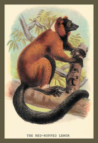 The Red-Ruffed Lemur 24x36 Giclee