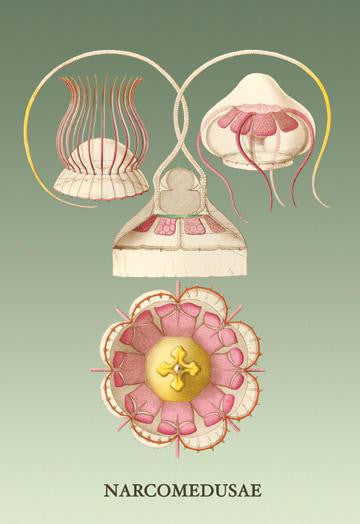 Jellyfish: Narcomedusae 24x36 Giclee