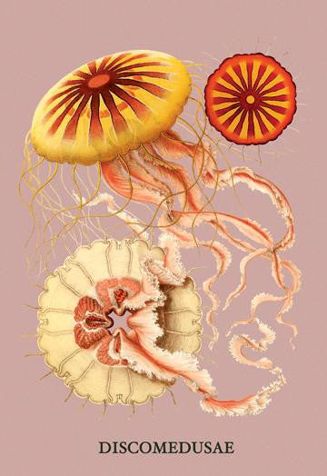 Jellyfish: Discomedusae #2 24x36 Giclee