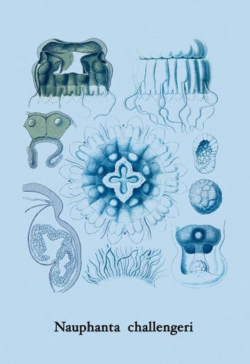 Jellyfish: Nauphanta Challengeri #2 24x36 Giclee