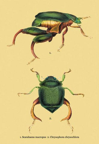 Beetles: Scarabaeus Macropus and Chrysophora Chrysochlora #2 24x36 Giclee