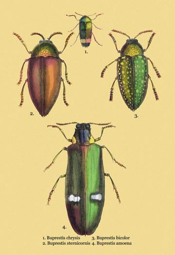 Beetles: Buprestis Chrysis B. Sternicornis  et al. #2 24x36 Giclee