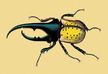 Horned Beetle #2 24x36 Giclee