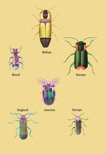 Beetles of America  Britain  Brazil  England and Europe #2 24x36 Giclee