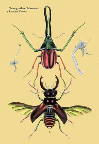 Beetles: Chiasognathus Chiloensis and Lucanus Cervus #2 24x36 Giclee