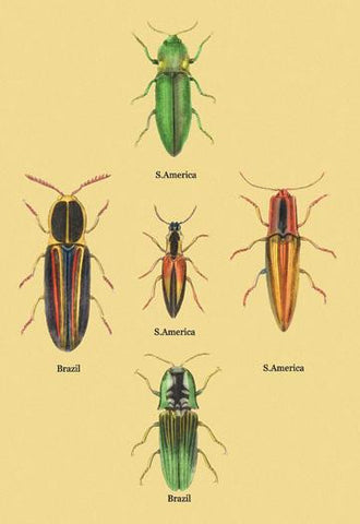 South American Beetles #2 24x36 Giclee