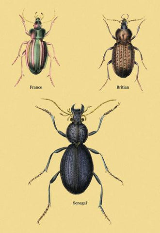 Beetles of Senegal  Britain and France #2 24x36 Giclee