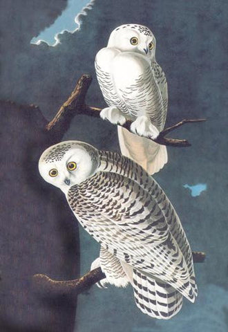 Snowy Owl 28x42 Giclee on Canvas