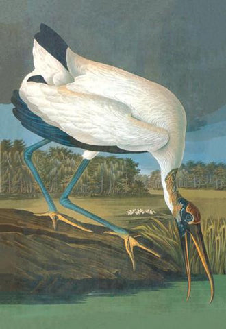 Wood Stork 28x42 Giclee on Canvas