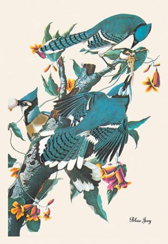 Blue Jay 28x42 Giclee on Canvas