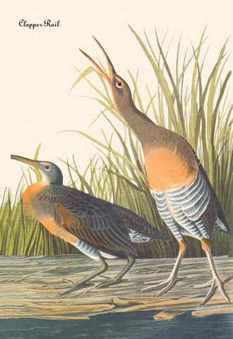 Clapper Rail 28x42 Giclee on Canvas