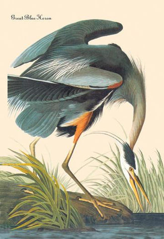 Great Blue Heron 28x42 Giclee on Canvas