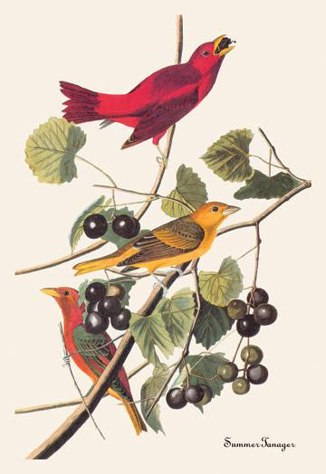 Summer Tanager 28x42 Giclee on Canvas