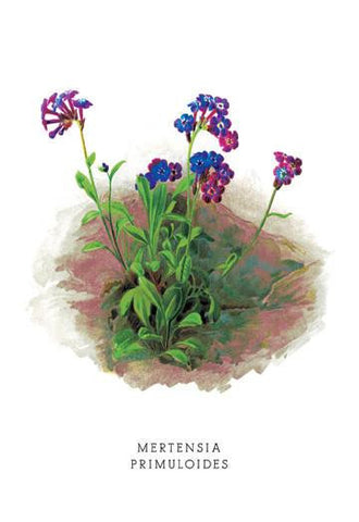 Mertensia Primuloides 28x42 Giclee on Canvas