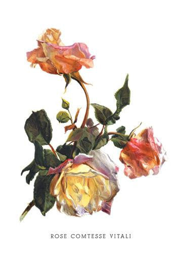 Rose Comtesse Vitali 28x42 Giclee on Canvas